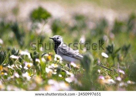 White wagtail (Motacilla alba) among green grass and daisies. White wagtail on meadow. Animal.  Migratory birds began to fly to warm countries. Ornithology. No people, nobody. Horizontal photo.  Royalty-Free Stock Photo #2450997651