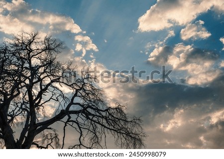 Branches of dry tree against blue cloudy sky