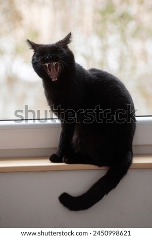 The black cat on the windowsill yawns.