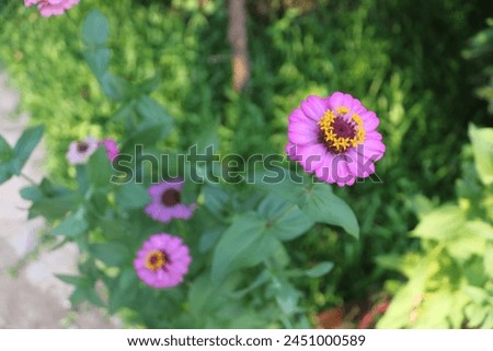 Beautiful purple sunflower blooming time Royalty-Free Stock Photo #2451000589
