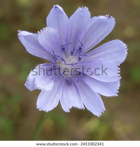 Download the perfect purple flowers pictures.