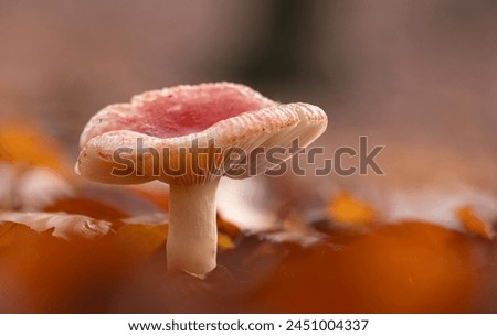 A closeup picture of an orange fungus in a forest. Dark brown and orange leaves in the background.