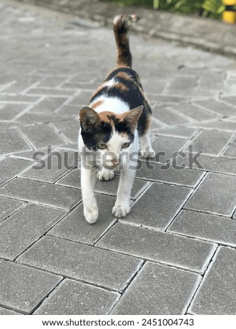 White black orange cat walking 