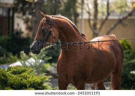 the most beautiful brown Arabian horse shows his temperament and beauty on summer  Royalty-Free Stock Photo #2451011191