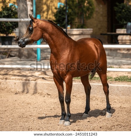 the most beautiful brown Arabian horse shows his temperament and beauty on summer  Royalty-Free Stock Photo #2451011243