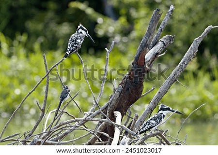Pied Kingfisher (Ceryle rudis) Liwonde National Park. Malawi. Africa. Royalty-Free Stock Photo #2451023017