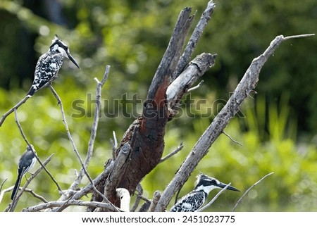 Pied Kingfisher (Ceryle rudis) Liwonde National Park. Malawi. Africa. Royalty-Free Stock Photo #2451023775