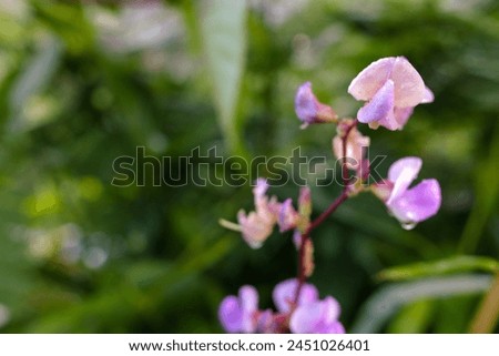 Purple flowers of a plant with the scientific name "lablab", with natural blur background, stock photo.