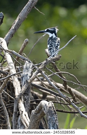 Pied Kingfisher (Ceryle rudis) Liwonde National Park. Malawi. Africa. Royalty-Free Stock Photo #2451028585