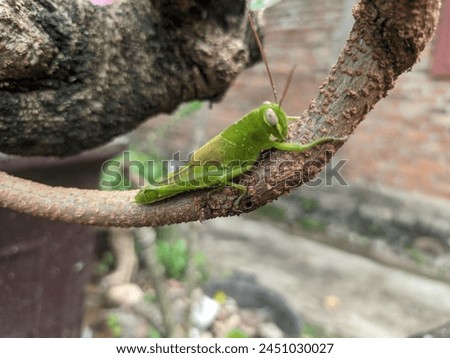 Small grasshopper on a tree trunk.