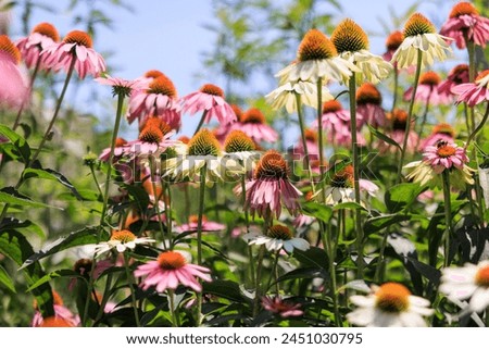 The Echinacea - coneflower close up in the garden Royalty-Free Stock Photo #2451030795