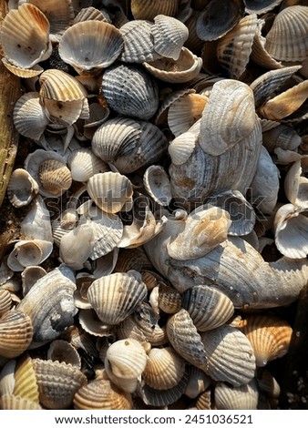 The photo captures a close-up of seashells, each intricately shaped and textured, bearing the marks of their oceanic origins. Their varied sizes and colors create a captivating mosaic, a testament to 