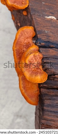 a picture of mushroom on the table