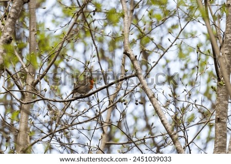 Small wild bird sits on a tree branch in the forest on a spring day. European robin