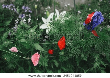 Beautiful poppies blooming in english cottage garden. Close up of pink and red poppy flower. Floral wallpaper. Homestead lifestyle and wild natural garden