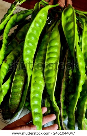 Pete or green gem is widely planted in Indonesia and other tropical countries Royalty-Free Stock Photo #2451044047