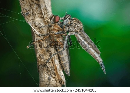 robber fly with big prey on branch Royalty-Free Stock Photo #2451044205