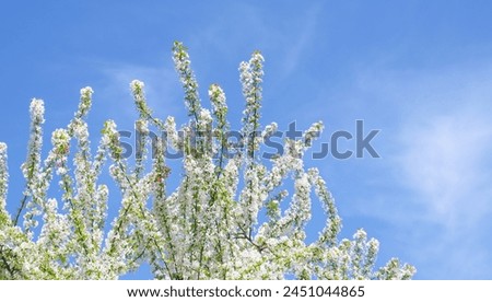 Fruit tree branches with white flowers and blue sky.