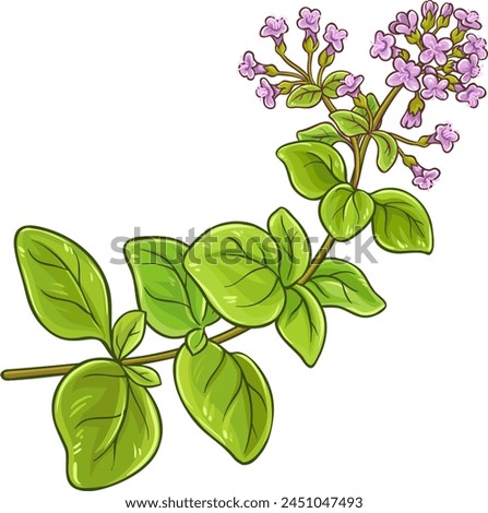 Oregano Branch Colored Detailed Illustration