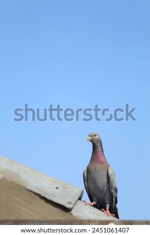 picture of a gray pigeon or dove