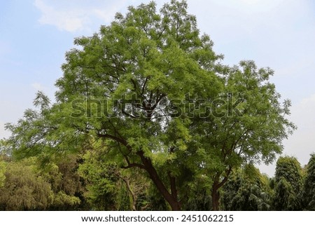 Delhi Zoological park, India - 13 April 2024, picture of a beautiful tree in cloudy weather.