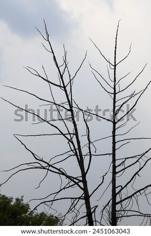 Delhi Zoological park, India - 13 April 2024, picture of a beautiful leaf less tree branches in cloudy weather.