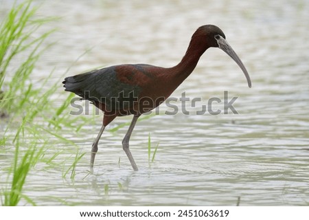 Beautiful Glossy Ibis (Plegadis falcinellus) on a marsh in the central region of Panama Royalty-Free Stock Photo #2451063619