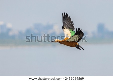 A bird named Ruddy Shelkduck is flying over the mighty Padma River. The photo was taken in Rajshahi. In the background there is a portion of  beautiful Rajshahi city. This was captured with canon gear Royalty-Free Stock Photo #2451064569