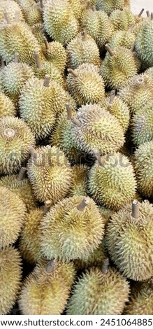 A group of durian, a local king fruits from Indonesia and it is very delicious. Green backgfound with thorns and combine with brown. This is Durian Montong Local Royalty-Free Stock Photo #2451064885