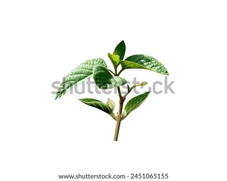 Clerodendrum infortunatum or bhat is used in Ayurvedic and Siddha traditional medicines. Royalty-Free Stock Photo #2451065155
