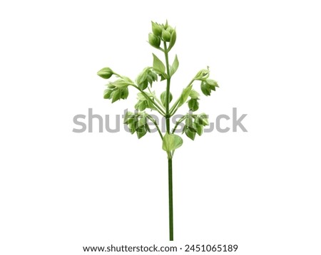 Clerodendrum infortunatum or bhat is used in Ayurvedic and Siddha traditional medicines. Royalty-Free Stock Photo #2451065189