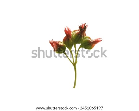 Clerodendrum infortunatum or bhat is used in Ayurvedic and Siddha traditional medicines. Royalty-Free Stock Photo #2451065197