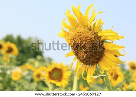 Beautiful yellow blossom sunflowers in the field, sunflower background in summer