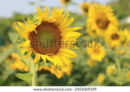 Beautiful yellow blossom sunflowers in the field, sunflower background in summer