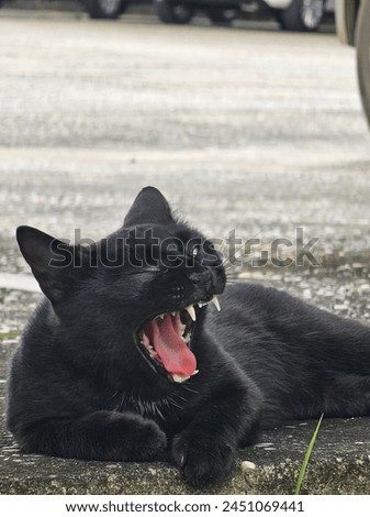 Is it a Black Cat or a Black Panther yawning?