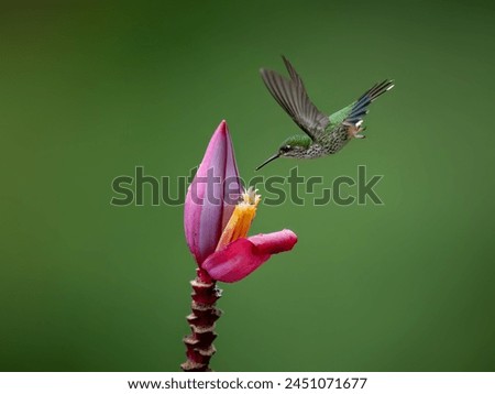Speckled Hummingbird in flight collecting nectar from pink flower on green background