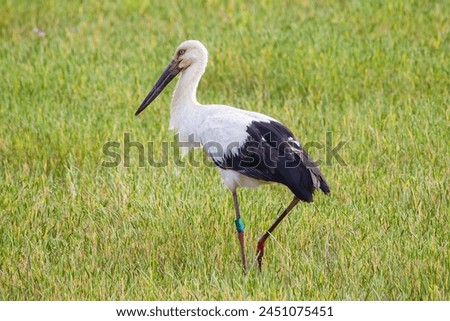 A stork looking for food in a rice field