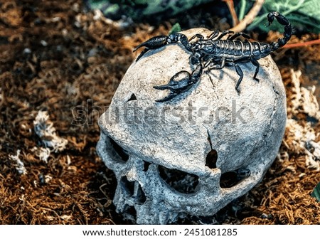 Black scorpion on real human skull. Scary picture