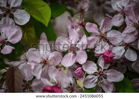Apple blossoms on blooming in natura Royalty-Free Stock Photo #2451086055