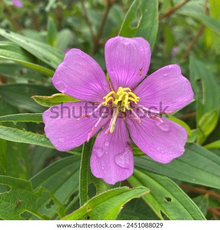 fresh wet rainforest purple flower or called Melastoma malabathricum that grow wildly in indonesia