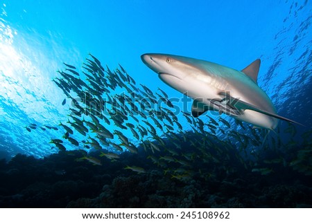 Shark and school of fish