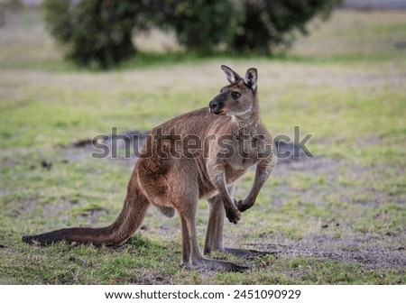Western grey kangaroo (Macropus Fuliginosus), a subspecies of kangaroos on Kangaroo Island