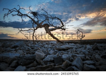 Old branch in the beach