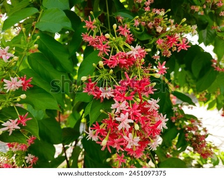 Close up of beautiful combretum indicum flower, known as double rangoon creeper, blooming in garden in Mekong Delta Vietnam.