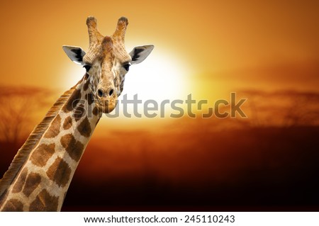 Giraffe on sunset, Amboseli national park Kenya