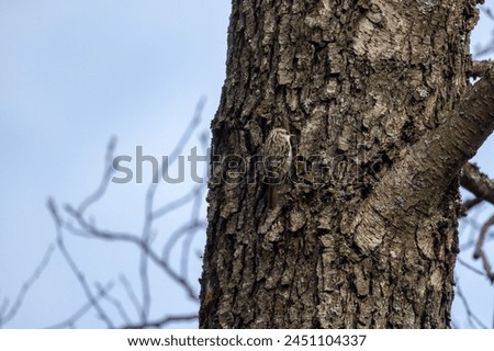 Bird climbing up a tree, leaning on its tail. The Eurasian treecreeper or common treecreeper is a small passerine bird. Certhia familiaris Royalty-Free Stock Photo #2451104337