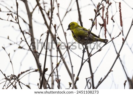 Yellow bird is on the branch. The Eurasian siskin is a small passerine bird in the finch family Fringillidae. It is also called the European siskin, common siskin or just siskin. Spinus spinus