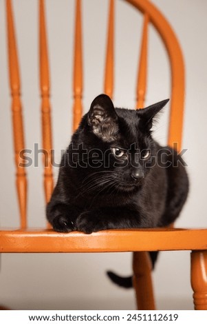 Vertical photo of black cat chilling on an orange chair