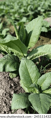 Nicotiana tabacum is produced in large quantities in Pakistan Royalty-Free Stock Photo #2451114323