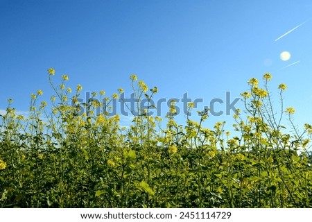 Yellow flowers of a mustard plant (Sinapis) in the field in nature, blooming time in autumn Royalty-Free Stock Photo #2451114729